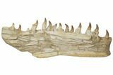Mosasaur Jaw (Mandible) Section with Thirteen Teeth - Morocco #195778-1